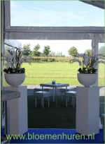 orchidee combinatie met witte sokkels